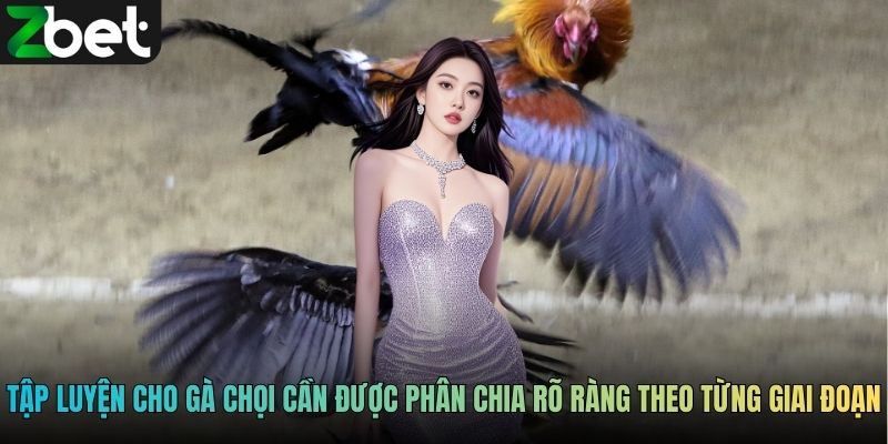 Cách tập luyện cho gà chọi cần được phân chia rõ ràng theo từng giai đoạn