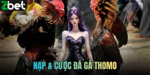 Nạp & Cược Đá Gà Thomo Trải Nghiệm Chọn Chiến Kê Kiếm Thưởng